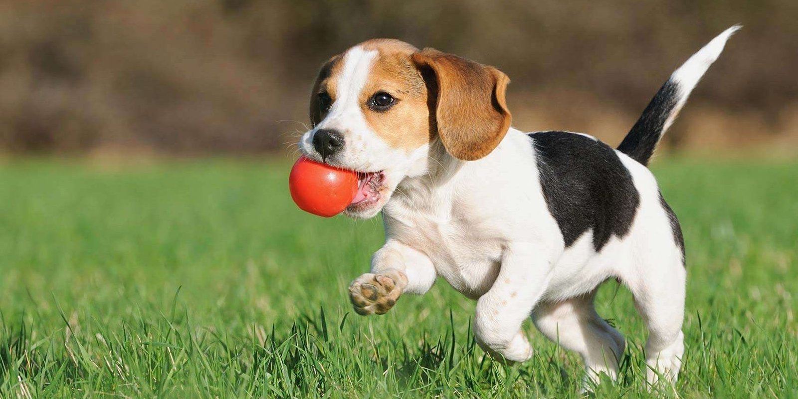 como adestrar meu filhote passo a passo