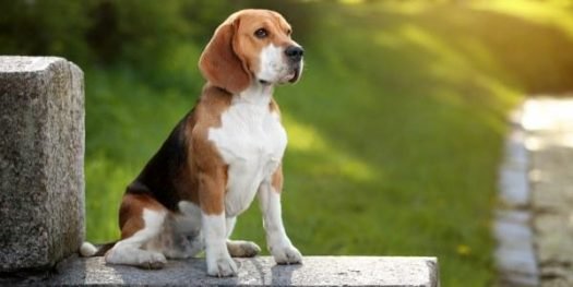 beagle – Como escolher uma raça de cachorro